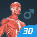 Тело человека (мужчина), интерактивное 3D ВР Mod