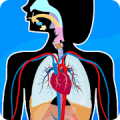 Human Anatomy - Body parts APK