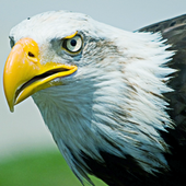 Life of Eagle - Wild Simulator icon