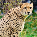 Cheetah Sim 3D - Wild Life Adventure Park Mod