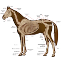 Horse Anatomy Diagrams : Equine Anatomy icon