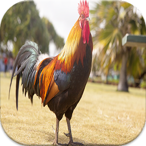 rooster sounds ringtones free Mod