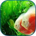 Fish Aquarium 3D - Fish Tanks Mod