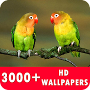 Bird Live Wallpapers HD Mod