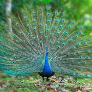 Peacock Wallpapers HD Mod apk download Peacock Wallpapers HD MOD apk Peacock Wallpapers HD Mod apk download Peacock Wallpapers HD MOD apk