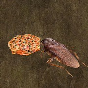 Cockroach Simulator icon