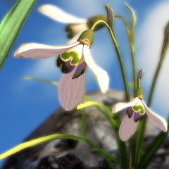 Nature Live Spring Flowers XL Mod