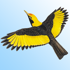 Morcombe's Birds of Australia Mod