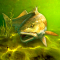 My Fishing World Мод Apk 1.14.101 [Бесконечные деньги][Бесплатная покупка]