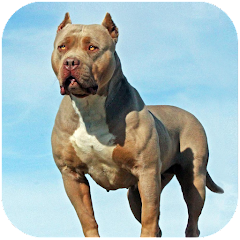 Pitbull Dog Simulator icon