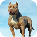 Pitbull Dog Simulator icon