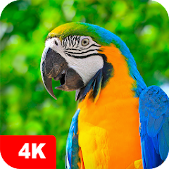 Parrot Wallpapers 4K Mod
