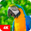 Parrot Wallpapers 4K Mod