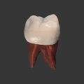 Real Tooth Morphology icon