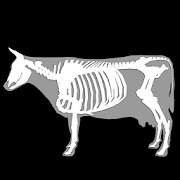 3D Bovine Anatomy icon