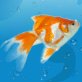 AquaLife 3D icon
