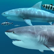 Акулы 3D - Живые обои Mod Apk 