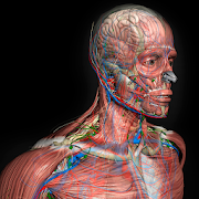 3D Human Anatomy Introduction Mod