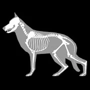 3D Dog Anatomy Mod apk