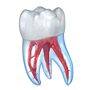 Dental 3D Illustrations Mod