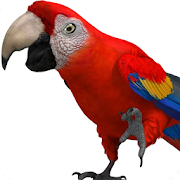 Talking Parrot 2 Mod