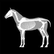 3D Horse Anatomy Mod