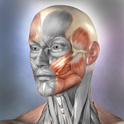 Muscle and Bone Anatomy 3D Mod