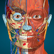 Anatomy Learning - 3D anatomical atlas 2.1.381 Mod Everything is open