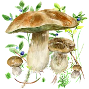 По грибы Мод Apk 61 [разблокирована]