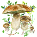 Aplikace na houby Mod