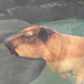 Kapibara pemandian air panas Mod