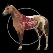 Horse Anatomy: Equine 3D Mod Apk [Paid for free][Free purchase]
