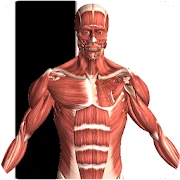 Visual Anatomy 2 Mod Apk [Paid for free]