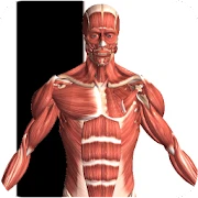 Visual Anatomy Mod Apk [Paid for free][Free purchase]