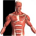 Visual Anatomy‏ Mod