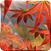 Autumn Tree Live Wallpaper Mod