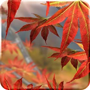Autumn Tree Live Wallpaper Mod apk