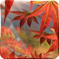 Autumn Tree Live Wallpaper Mod