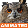 Owl Live Wallpaper‏ Mod