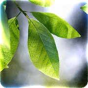 Fresh Leaves Mod Apk 1.9.6 [مدفوع مجانًا]