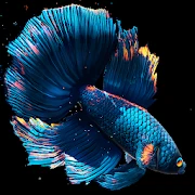 Betta Fish Mod apk