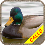 Duck hunting calls Pro:  Water Mod