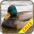 Duck hunting calls Pro:  Waterfowl hunting sounds. Mod