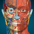 Anatomía 3D - AnatomyLearning Mod