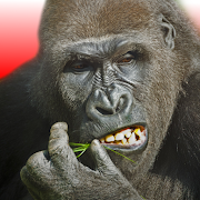 Download Gorilla Tag Mobile APK 1.1 for Android