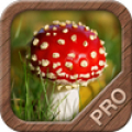Mushrooms PRO - NATURE MOBILE‏ Mod