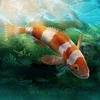 Aquarium Designer Mod Apk [Unlimited money]