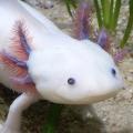 Axolotl Pet Mod
