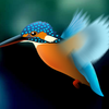 Kingfisher Live Wallpaper Mod