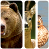 Voices of animals for hunting Mod